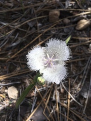 Calochortus coeruleus
