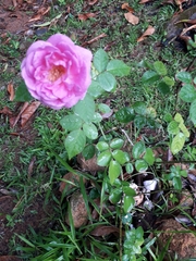 Rosa