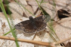 Erynnis lucilius