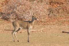 Sylvicapra grimmia caffra