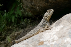 Turkestan Rock Agama photo 3