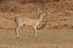 Sylvicapra grimmia caffra