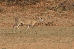 Sylvicapra grimmia caffra