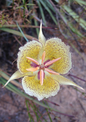 Calochortus weedii intermedius