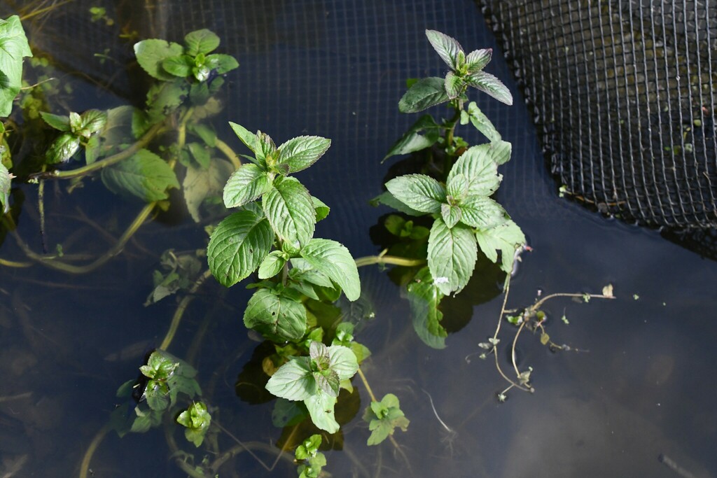 Watermint watermint from Heslington, York YO10, UK on June 21, 2024 at 05:22 PM ...