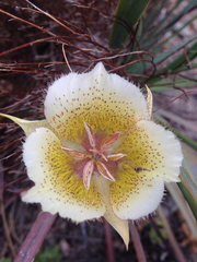 Calochortus weedii intermedius