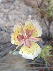 Calochortus weedii intermedius