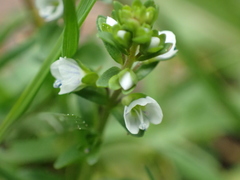 Veronica serpyllifolia serpyllifolia