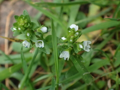Veronica serpyllifolia serpyllifolia