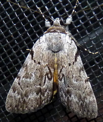 Catocala sordida