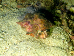 Dardanus pedunculatus