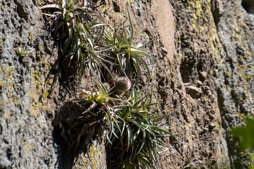Mammillaria spinosissima