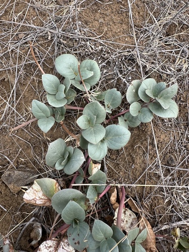 MacFarlane's Four o'Clock (Mirabilis macfarlanei)