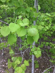 Populus tremula