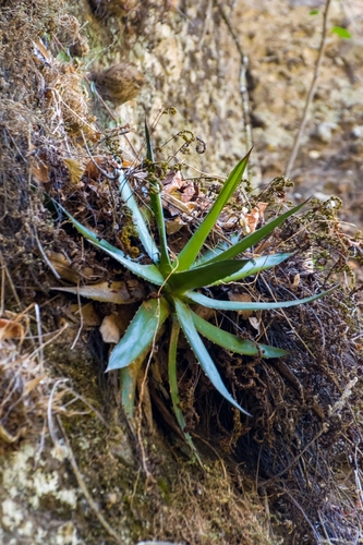 Agave horrida