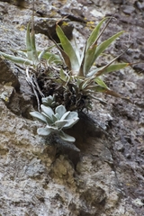 Cremnophila nutans