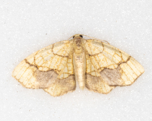 Horned Spanworm Moth