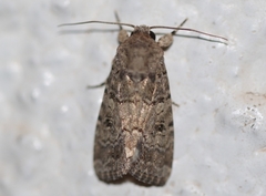 Lepidoptera