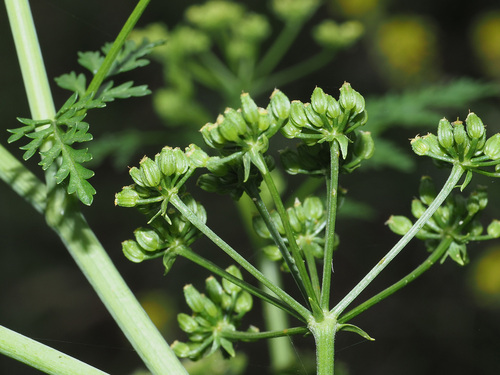 Conium chaerophylloides