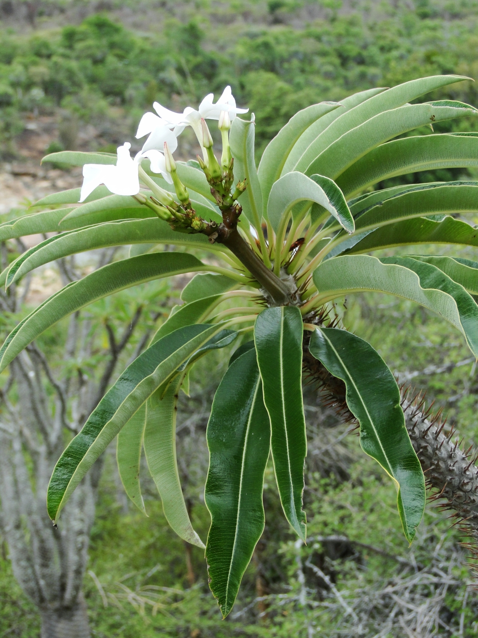 Madagascar Palm (Pachypodium lamerei)  iNaturalist