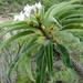 Madagascar Palm - Photo (c) globalherping, some rights reserved (CC BY-NC), uploaded by globalherping