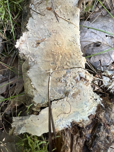 Phanerochaete velutina, 2024-06-26
