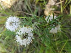Dalea multiflora