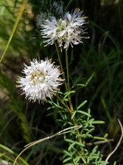 Dalea multiflora
