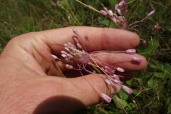 Allium praescissum, photograph Aleksei Baushev, CC BY, iNaturalist via GBIF