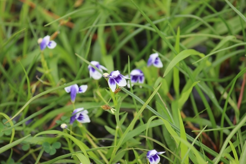 Lindernia hyssopioides, photograph 4