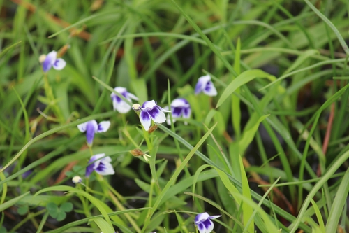 Lindernia hyssopioides, photograph 5