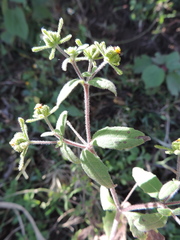 Acanthospermum australe