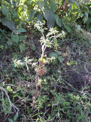 Acanthospermum australe