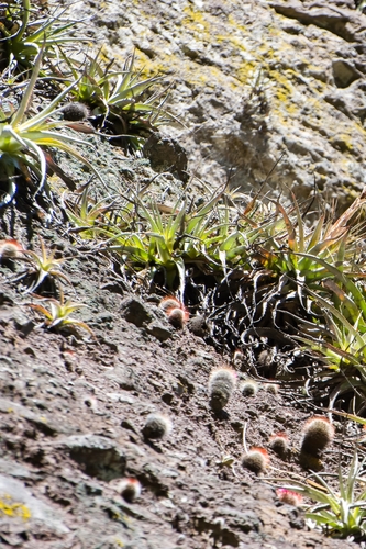 Mammillaria spinosissima