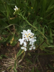 Iberis