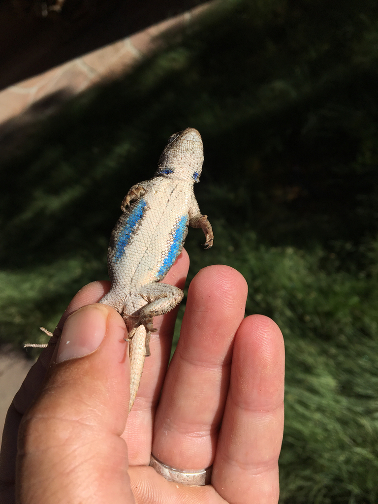plateau-fence-lizard-lizards-of-highlands-center-for-natural-history