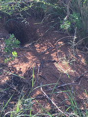 Aspidoscelis marmoratus