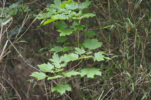 Image of Acer diabolicum by (c) harum.koh, some rights reserved (CC BY-SA)