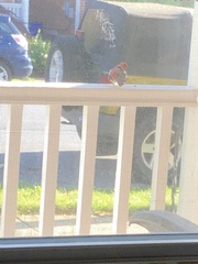 Haemorhous mexicanus