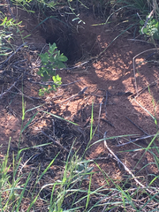 Aspidoscelis marmoratus