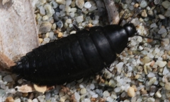 Ablattaria laevigata