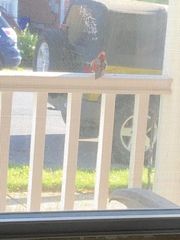 Haemorhous mexicanus