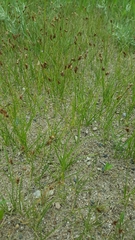 Carex duriuscula