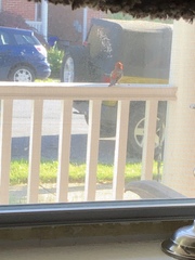 Haemorhous mexicanus