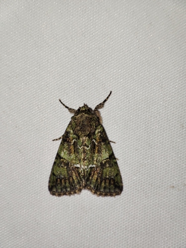 Guernsey Underwing, Франсен, 73800 Порт-де-Савойя, Франция, photo 9 of 10