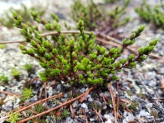 Hudsonia ericoides