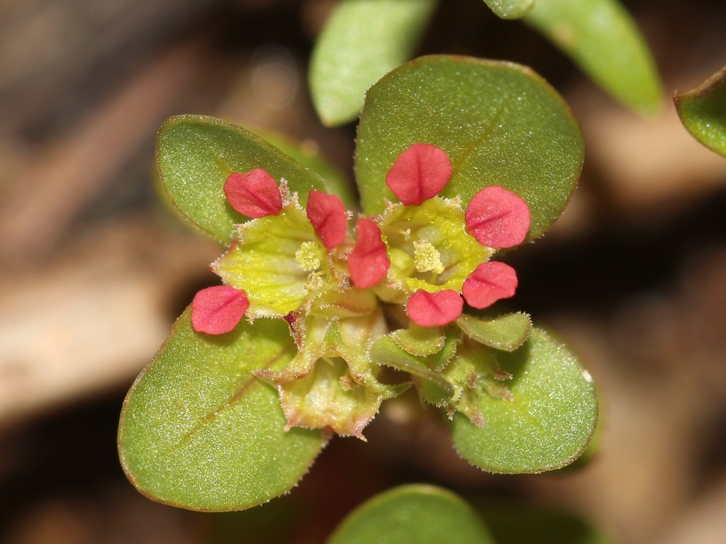 Dnepr loosestrife