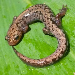 Plethodon welleri