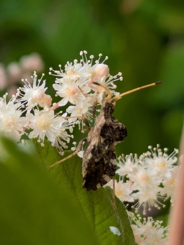 Leaf-footed bug photo 3