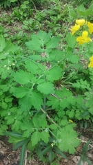 Chelidonium majus